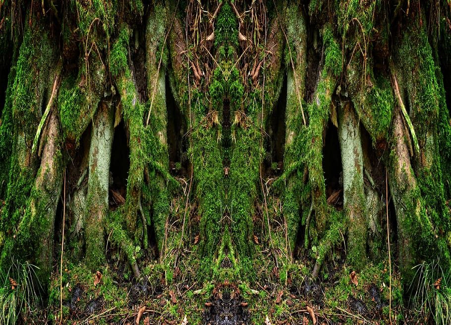 Old, Tree Root, Nature, Log, Plant, mis shapen, morsch, structure HD wallpaper