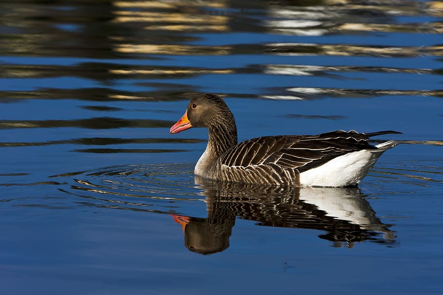 birds, water, lake, animals in the wild, animal themes, animal wildlife HD wallpaper