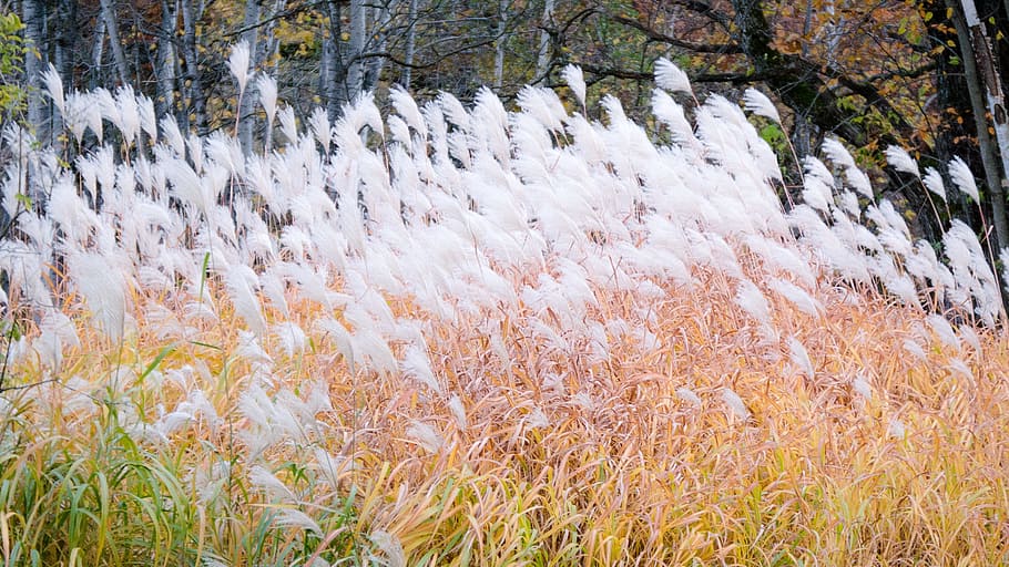 pompous grass, nature, tall grass, fall grass, clumps, yellow HD wallpaper