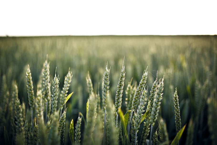 selective photo of green grains during daytime, selective-focus photography of wheat, HD wallpaper