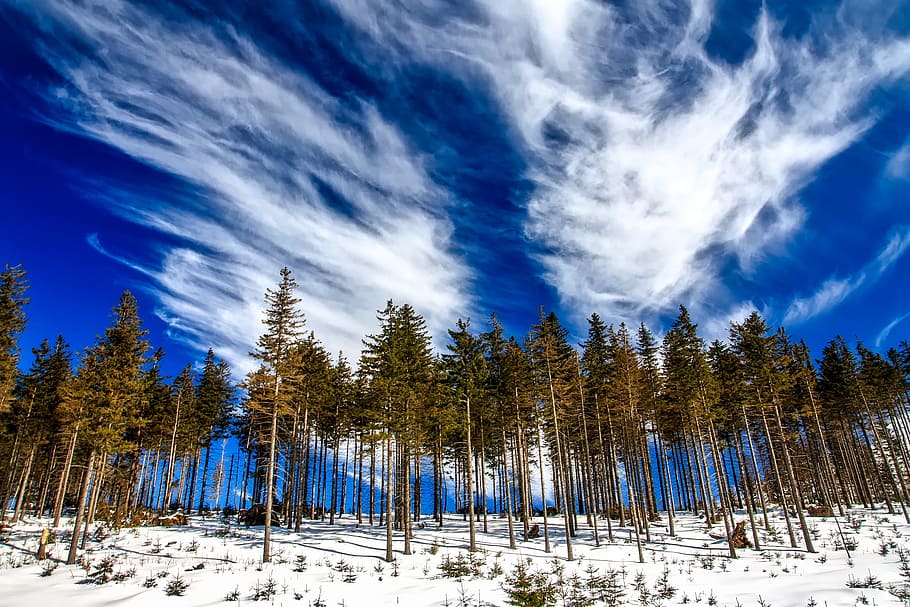 forest under blue sky, poland, landscape, tree line, clouds HD wallpaper