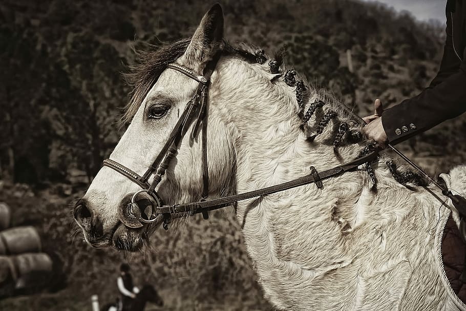sepia tone photo of horse, ridings, competitions, equestrian, HD wallpaper