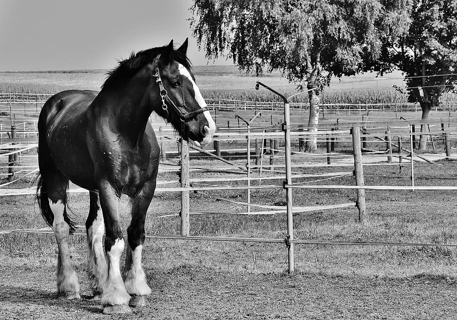 grey-scale photo of horse, shire horse, big horse, ride, reitstall, HD wallpaper