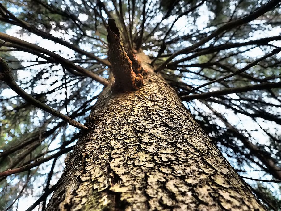 tree, frame, six, fir frame, tree trunk, plant, textured, branch HD wallpaper