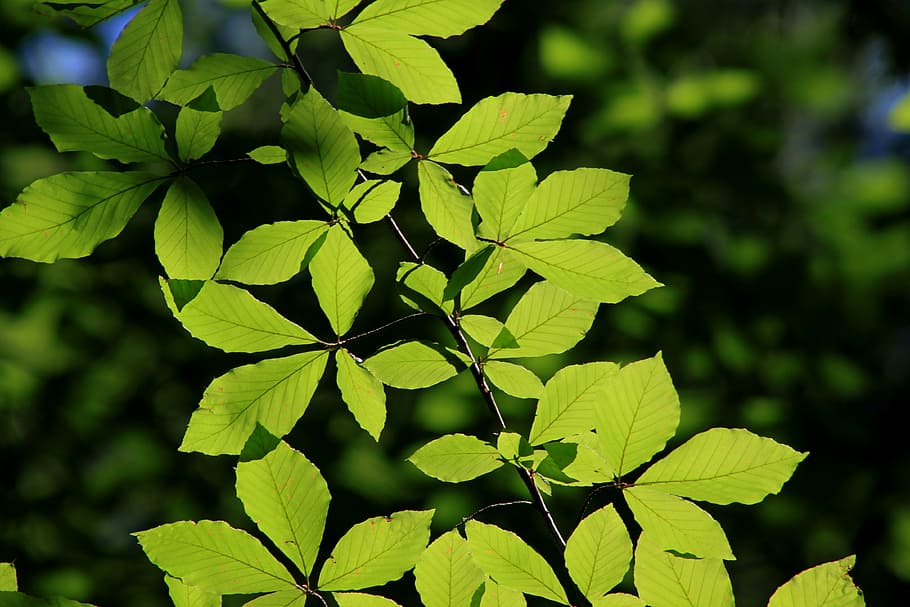 leaves, reverse light, tree, nature, green, branch, turkey HD wallpaper