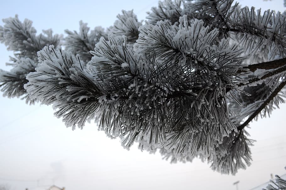 winter, new, year, snow, needles, tree, frost, plant, nature HD wallpaper