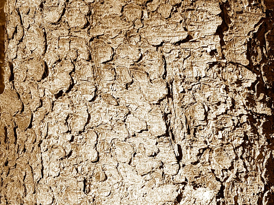 tree, bark, forest, close, nature, plant, autumn, structure HD wallpaper