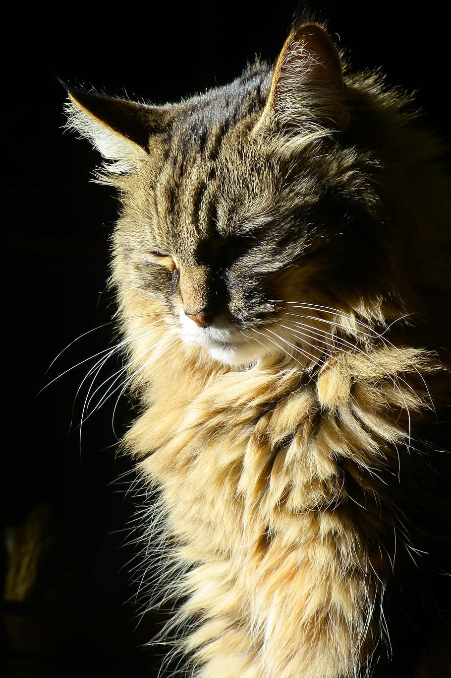 long-coated brown cat closing eyes, cat in the sun, sunlight