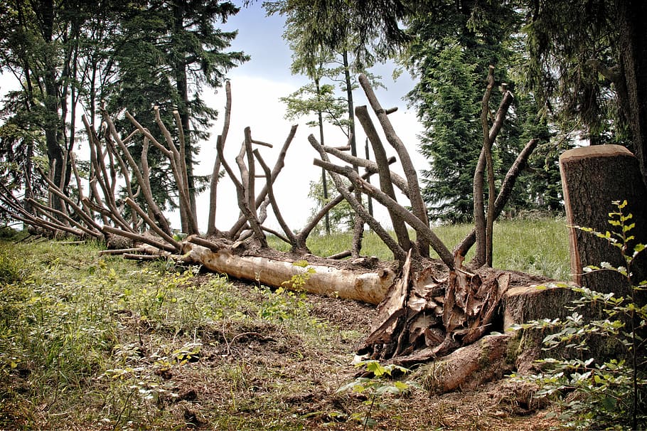 branches, aesthetic, old tree, butt, tree stump, broken, nature HD wallpaper