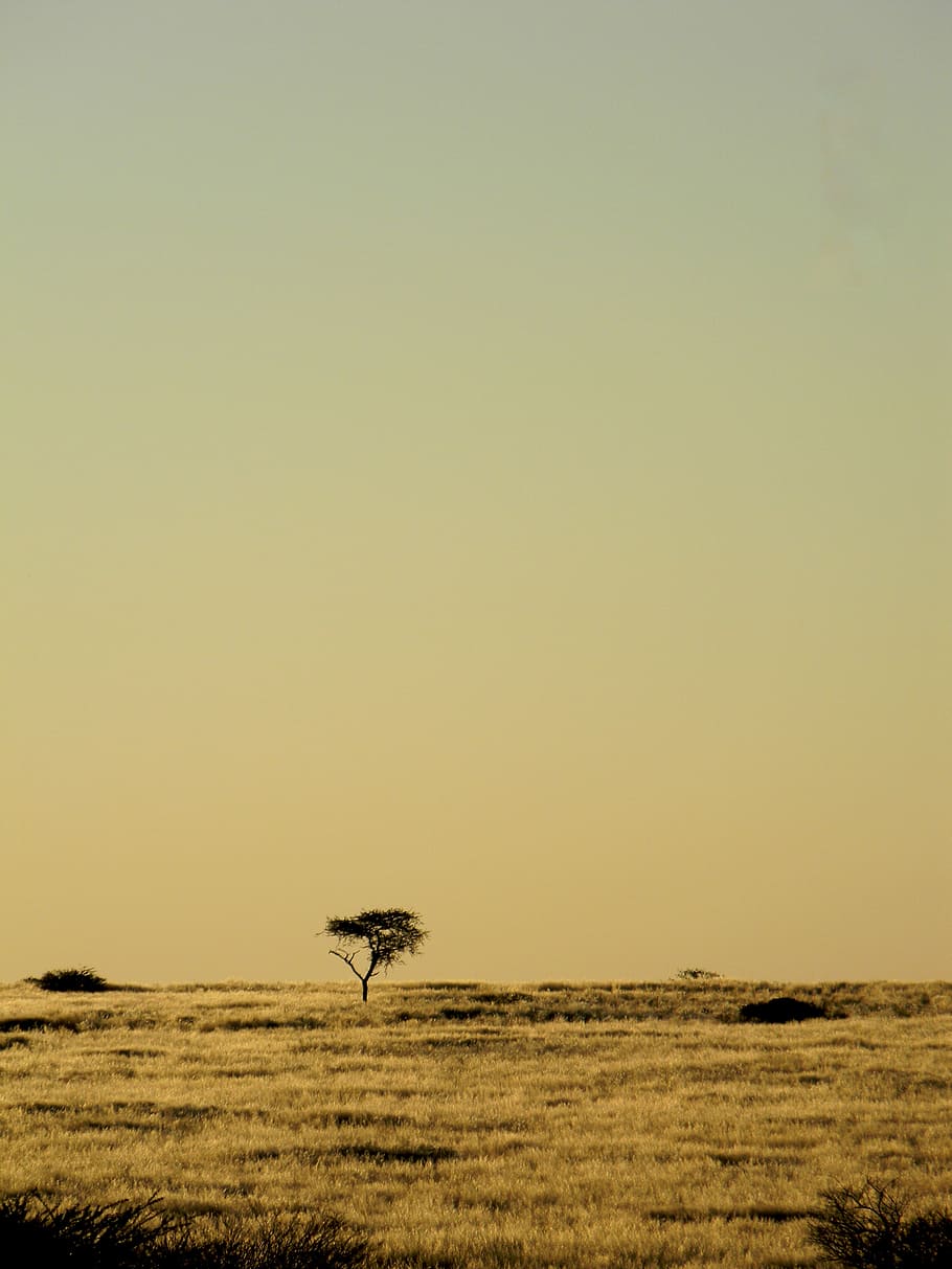 silhouette photo of green tree, africa, namibia, desert, nature HD wallpaper