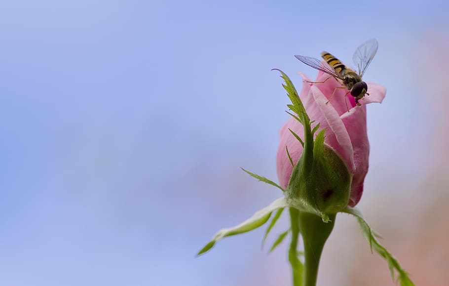 yellow bee pollinating on pink flower, rose, hoverfly, mimicry HD wallpaper