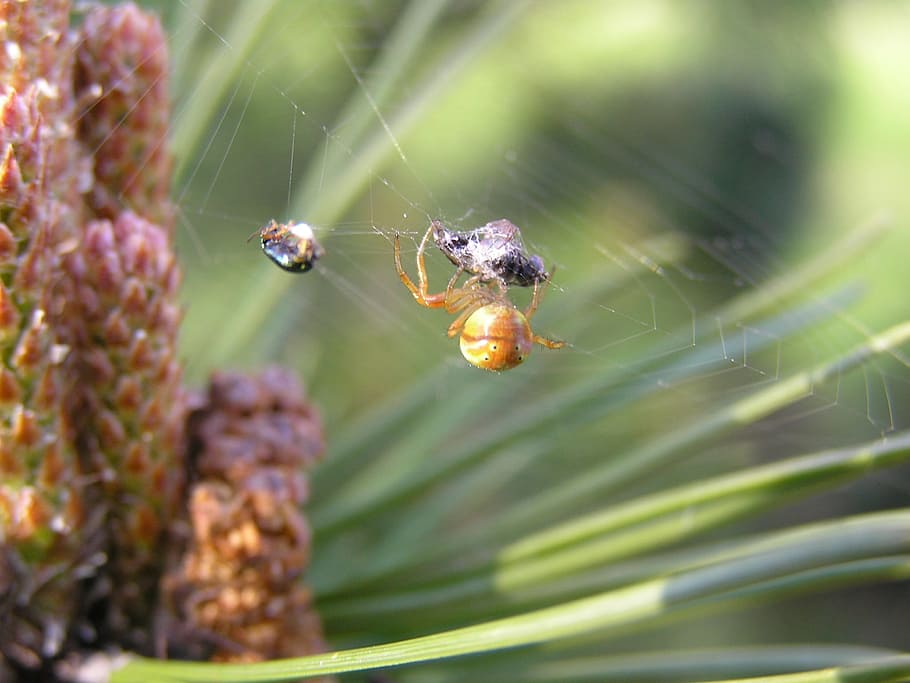 Spider Web, Insect, Trap, Victim, arachnid, pattern, danger HD wallpaper
