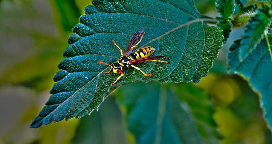 Leaf, Wasp, Insect, Hymenoptera, Scooter, nature, bee, animal HD wallpaper