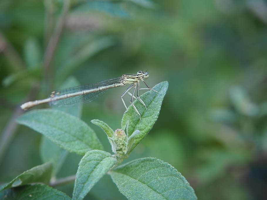 dragonfly, insect, leaf, close, nature, wing, wand dragonfly HD wallpaper