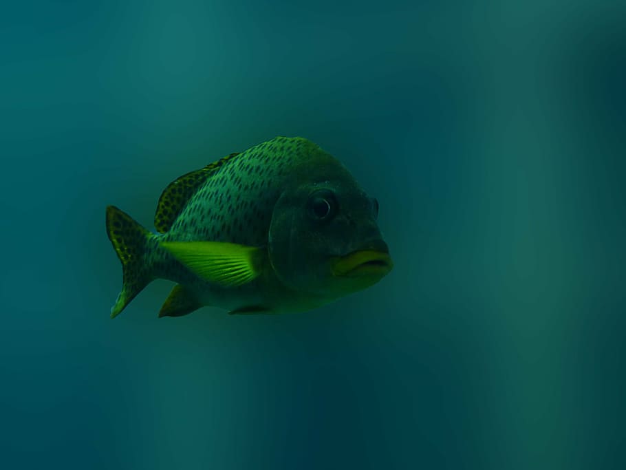 fish, underwater, blue, green, sea, animal, scuba diving, swimming HD wallpaper