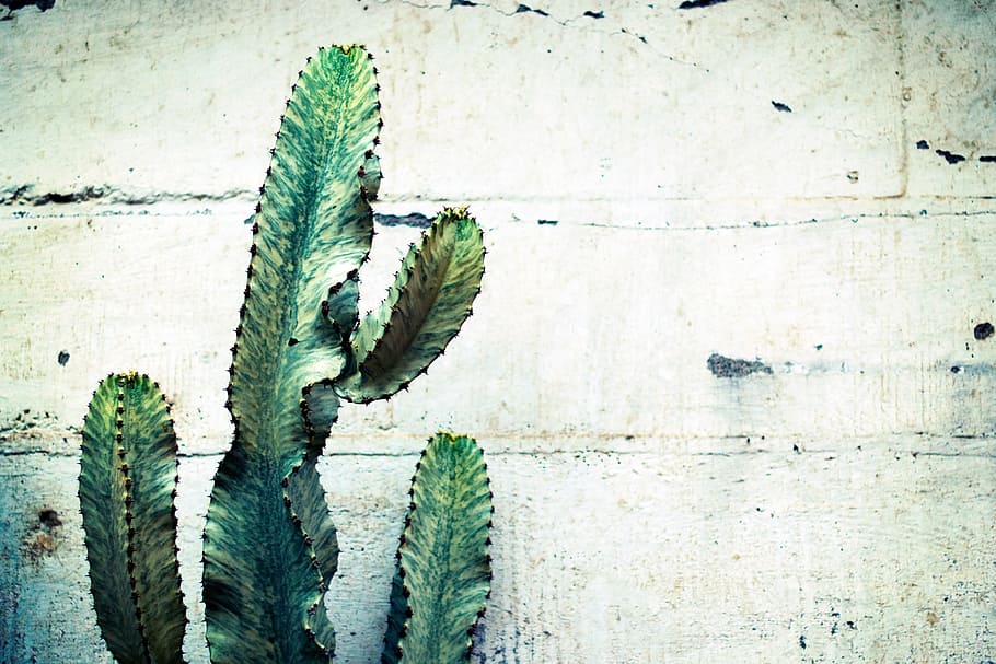 cactus, plant, thorn, green, nature, growth, green color, leaf HD wallpaper