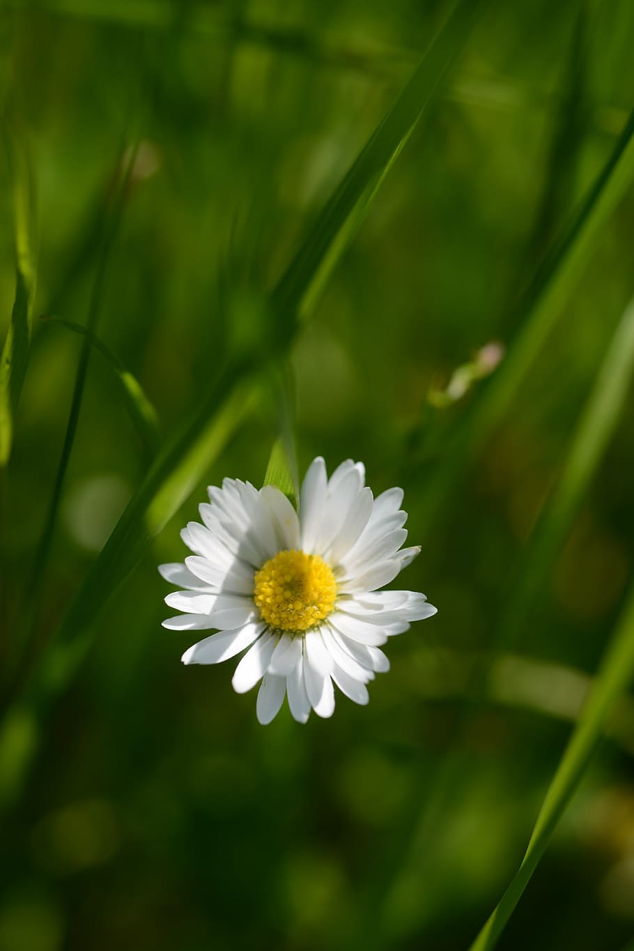 flower, sun, white, nature, blossom, bloom, summer, yellow HD wallpaper