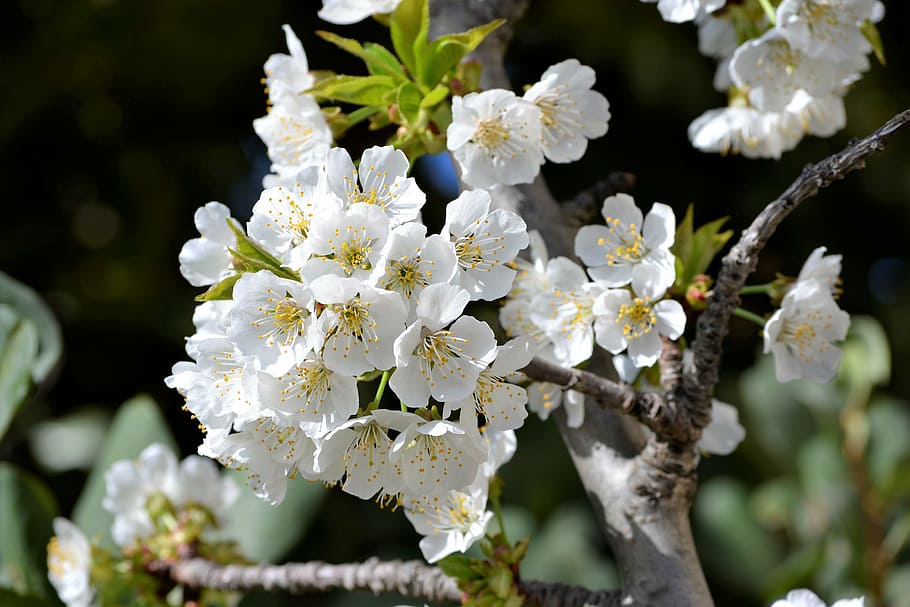 cherry, spring, flowers, garden, tree, flowering plant, freshness HD wallpaper