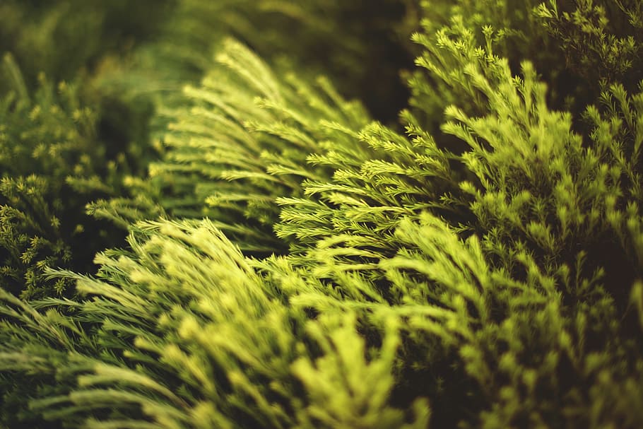 Close-up Photo of Green Plants, blur, color, environment, evergreen HD wallpaper