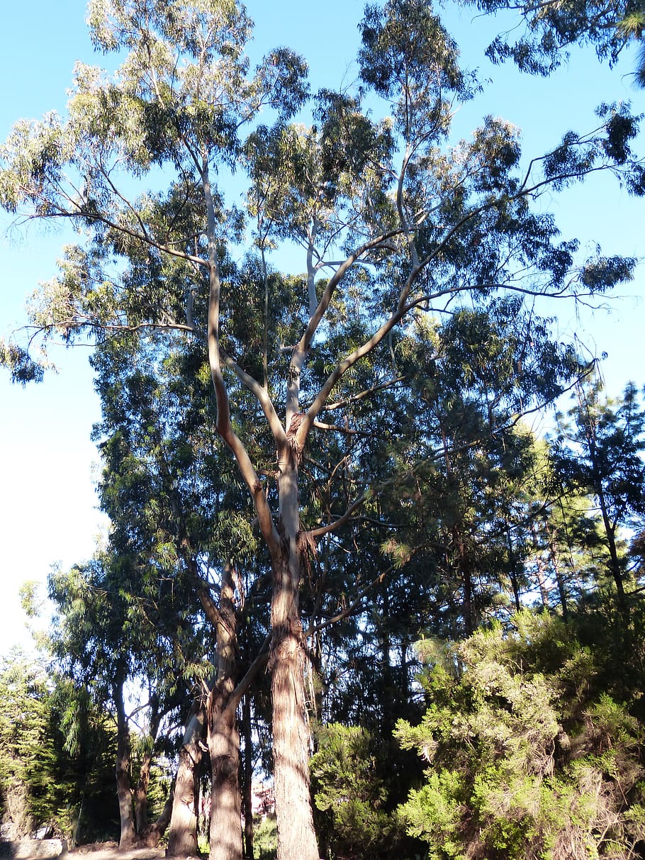 tree, eucalyptus, eucalyptus tree, large, huge, plant, low angle view HD wallpaper