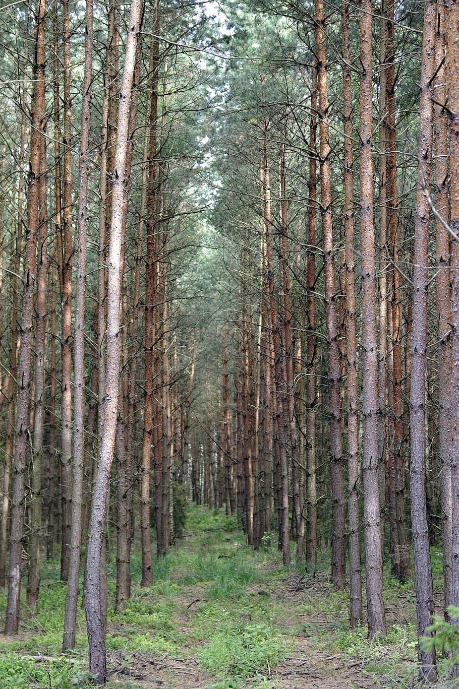 spruce, tree, pine, forest, tall, europe, green, nature, leaf HD wallpaper