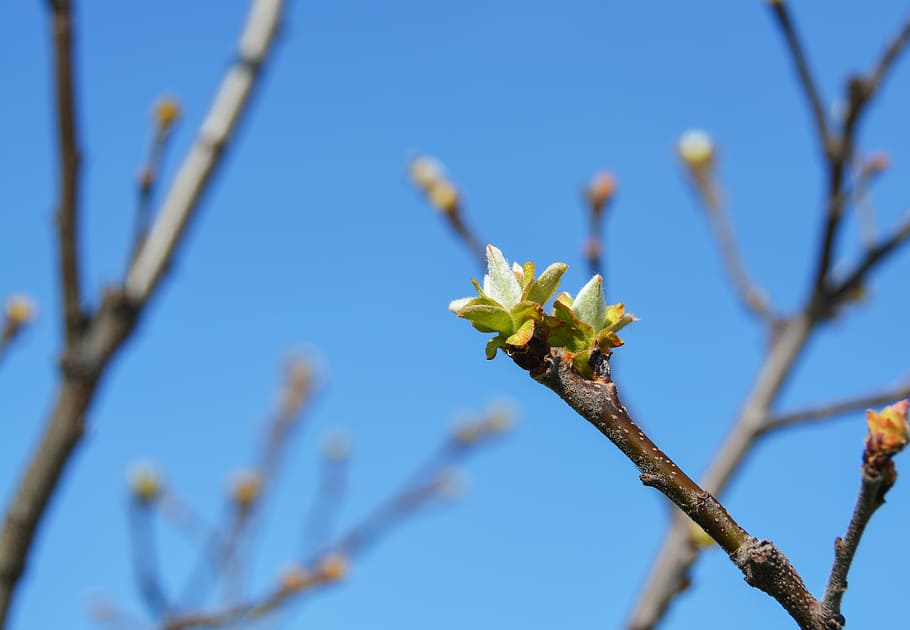 bud, quince, spring, tree, nature, branch, springtime, sky HD wallpaper