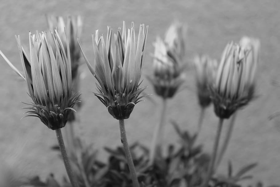 Flowers, Drought, Thistle, Dry, summer, macro, plant, couple HD wallpaper