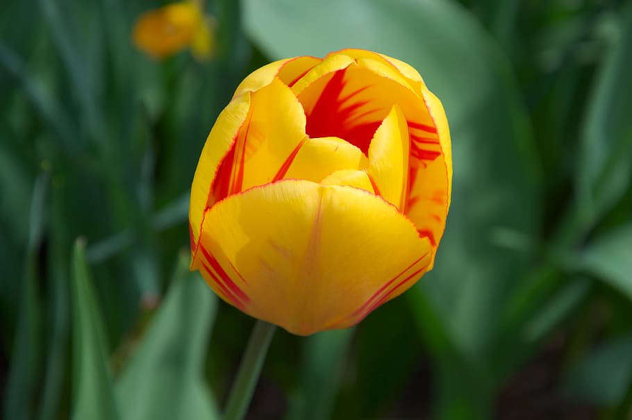 spring, tulip, yellow, red, green, garden, flower, flowering plant HD wallpaper