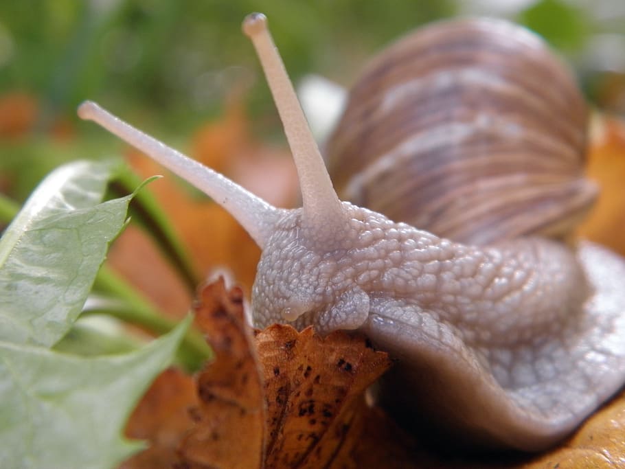 snail, shell, land snail, snail shells, molluscs, crossing HD wallpaper