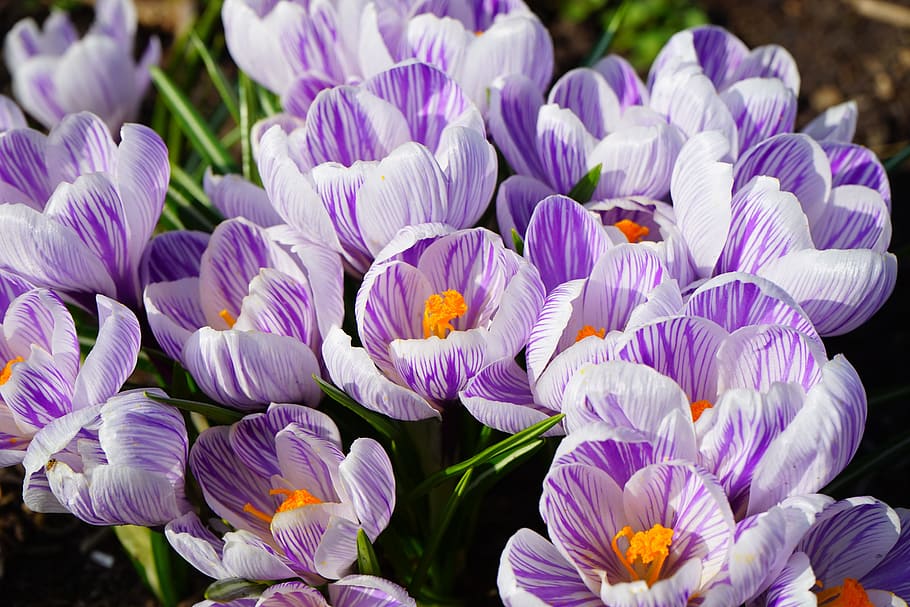 crocus, violet, white, striped, flower, spring, bühen, colorful HD wallpaper