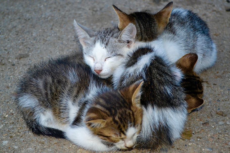 cats, animals, small, domestic, mammal, animal themes, pets HD wallpaper