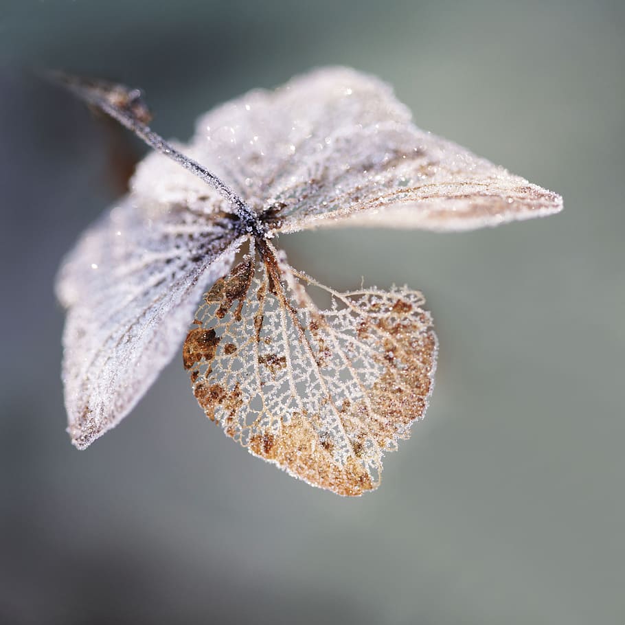 macro photo og brown leaf, frost, winter, ripe, ice, cold, nature HD wallpaper