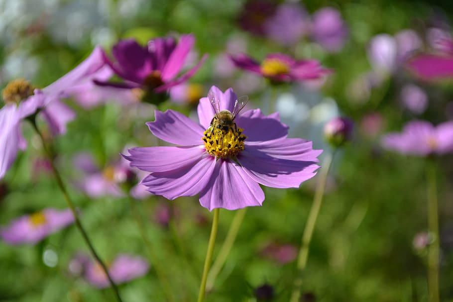 bee, bloom, blossom, flora, flowers, insect, nature, plants HD wallpaper