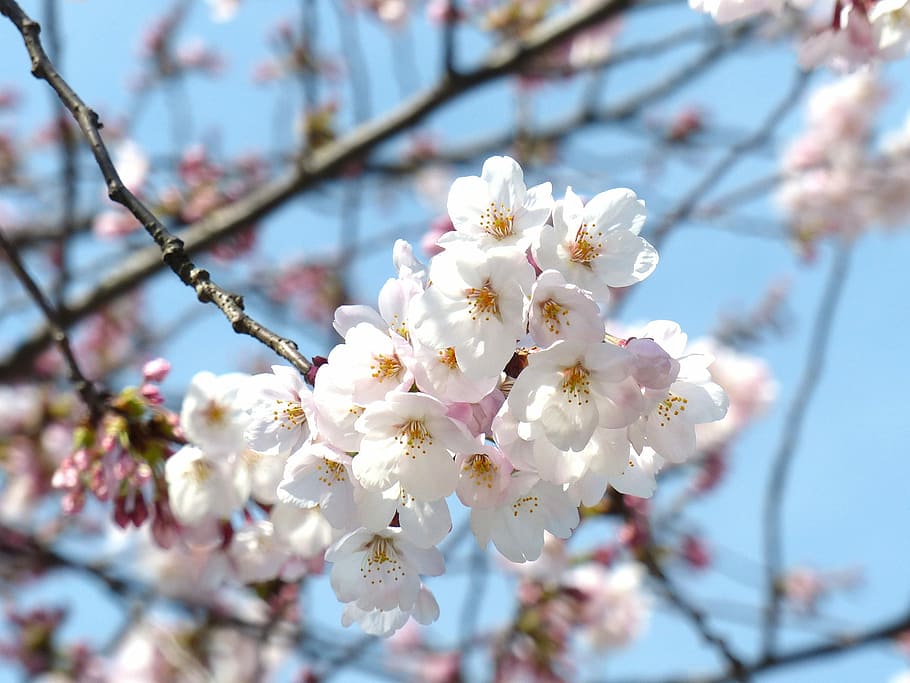 Sakura, Blossom, Sky, Spring, cheery blossom, tree, pink, nature