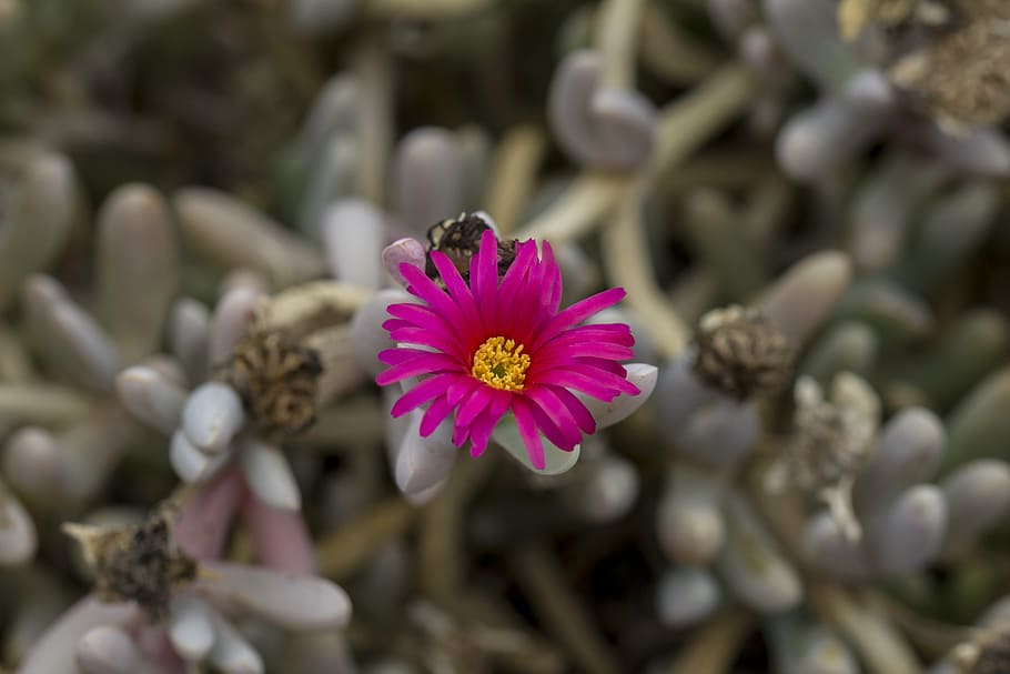 flower, nature, bloom, spring, plant, beautiful flower, pink flower HD wallpaper