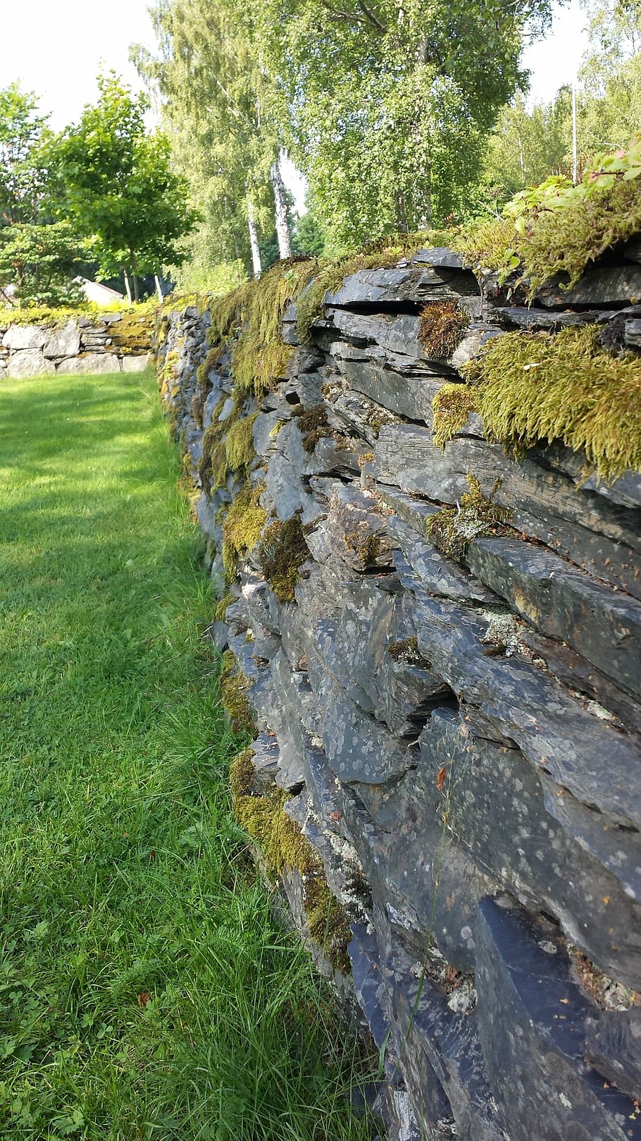 stone wall, moss, plant, grass, tree, green color, nature, growth HD wallpaper