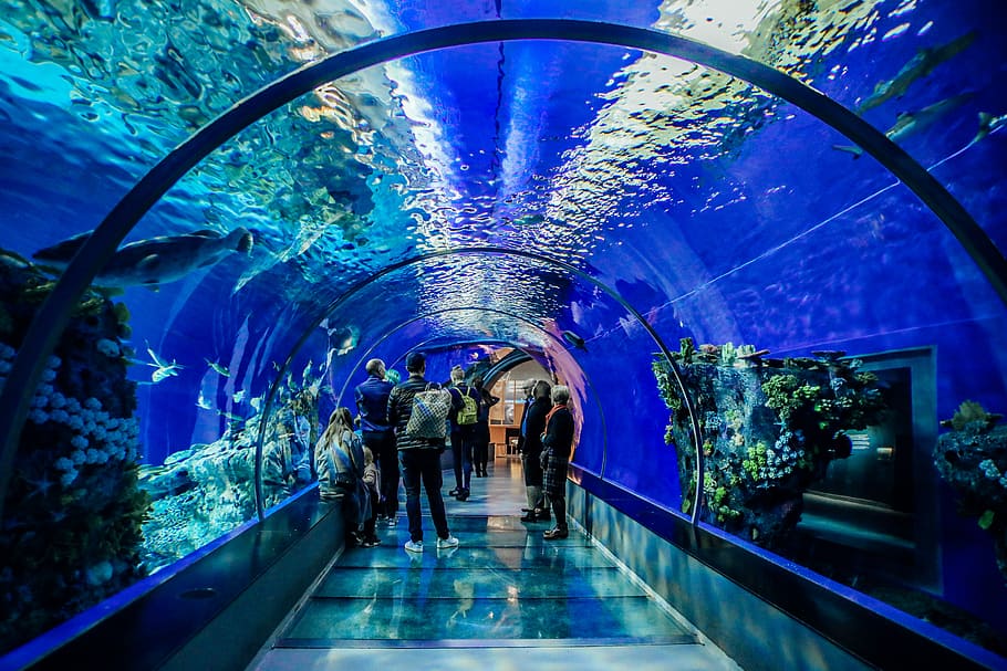 underwater tube, people standing inside fish aquarium, tunnel, HD wallpaper