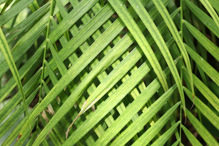 palm, nature, sheet, green texture, leaf, flora, full frame, HD wallpaper