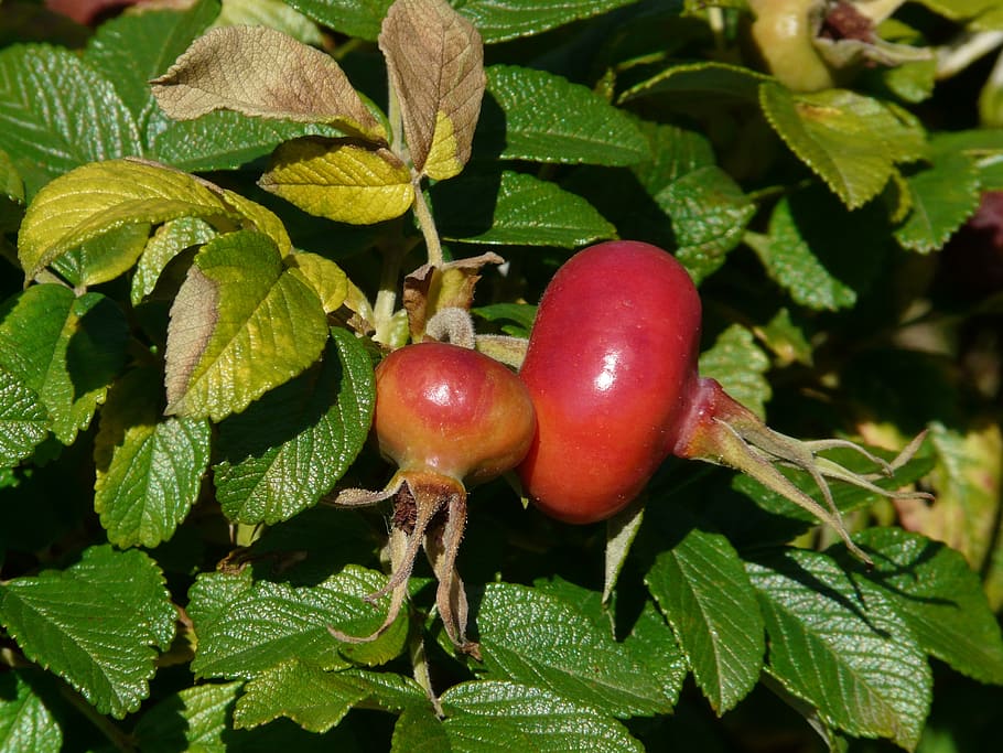 rose hip, potato rose, rosa rugosa, wild rose, apple rose, japan rose, HD wallpaper