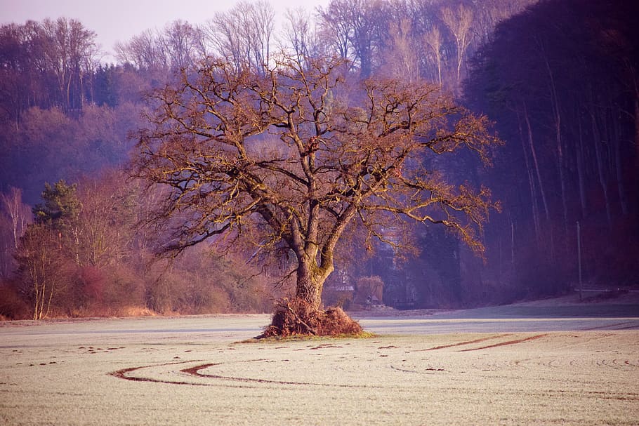 tree, kahl, bare tree, winter, sunrise, sky, nature, crown HD wallpaper