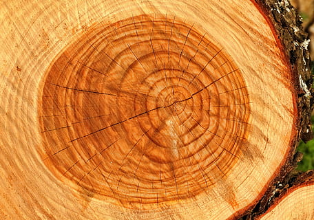 close up photo of tree trunk, wood, wood - Material, log, lumber Industry HD wallpaper
