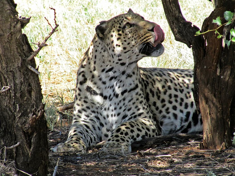 namibia, leopard, wildcat, africa, safari, animal, concerns HD wallpaper