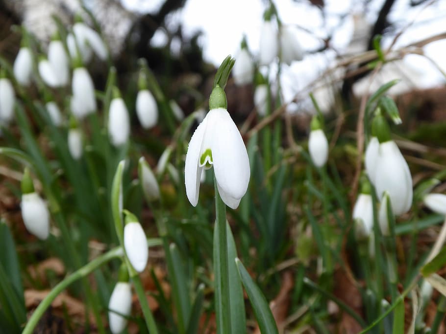 snowdrops, flowers, spring, nature, floral, plant, fragility HD wallpaper