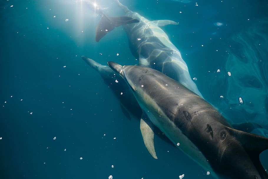 underwater photography of three dolphins, grey dolphin fish in underwater photography HD wallpaper