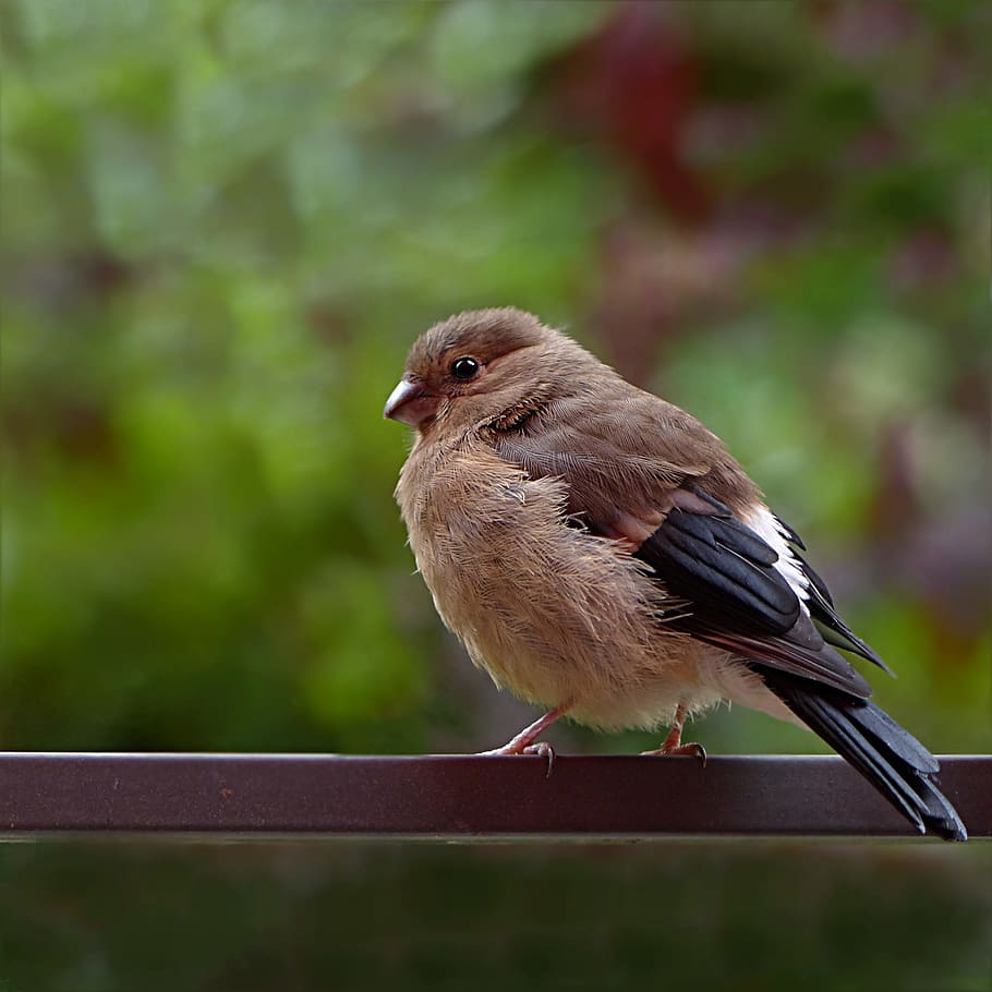 nature, bird, garden, animal, avian, backyard, beak, blur, bullfinch HD wallpaper