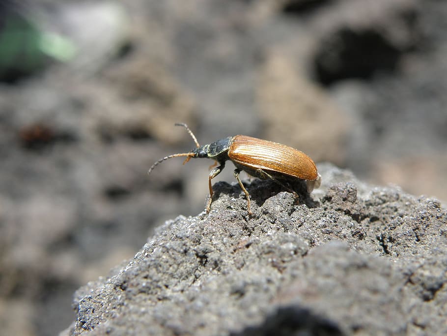 beetle, detail, elytra, stone, one animal, animal themes, animals in the wild HD wallpaper