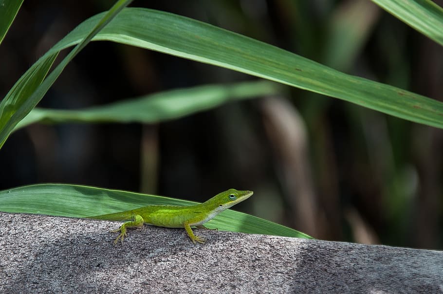 abdullah, lizard, usa, florida, animal wildlife, animal themes HD wallpaper