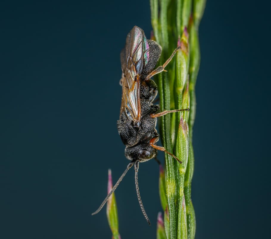 macro, wasp, insect, bespozvonochnoe, wings, one animal, animal themes, HD wallpaper