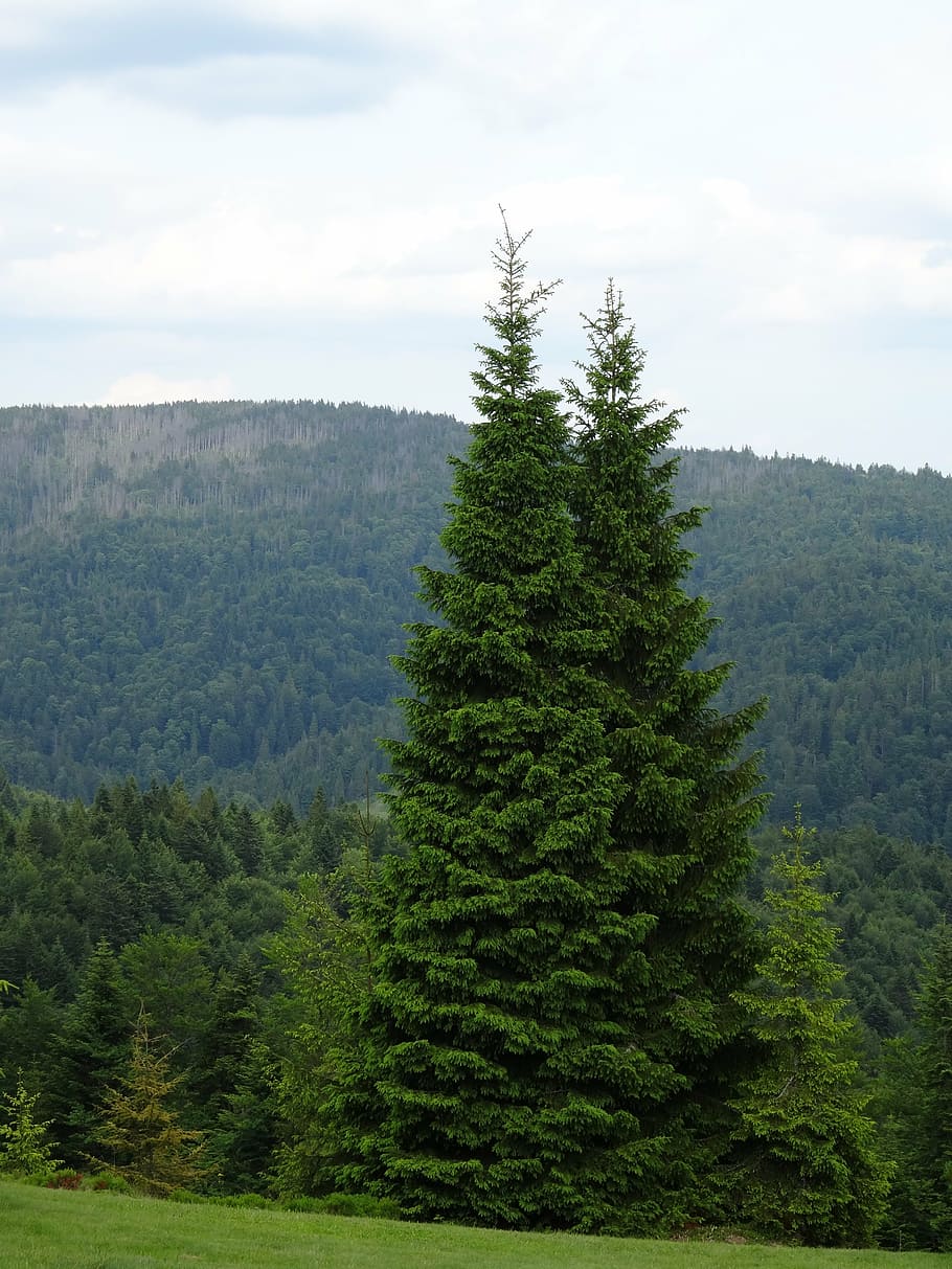 tree, high, beauty, mountains, green, summer, landscape, nature HD wallpaper