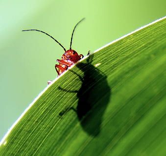 Beetle, Probe, Corn, Leaf, Macro, red, crawl, close, green HD wallpaper